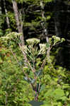 Pale Indian plantain